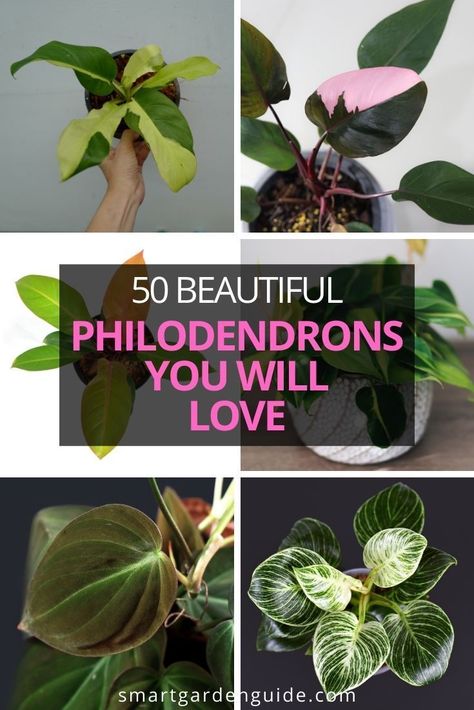 Philodendron Garden Ideas, Different Philodendron Plants, Royal Philodendron Varieties, House Plants Philodendron, How To Care For Philodendron Houseplant, Philodendron Display Ideas, Blushing Philodendron Care, House Plant Collection, Philonderon Plants