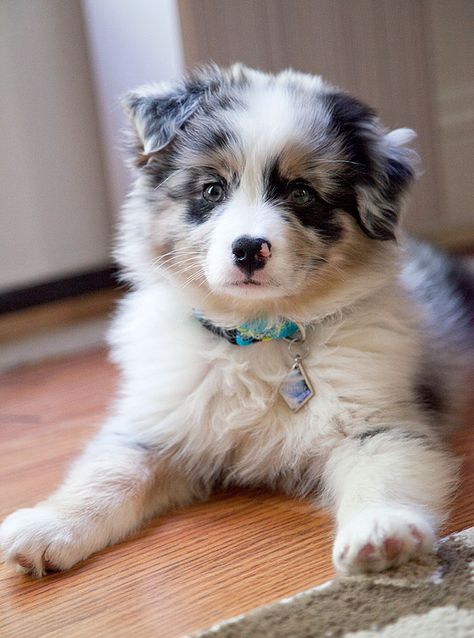 I Have The Most Beautiful Aussie Pup Ever. Introducing My New Baby Boy - Neptune, 9 Weeks Old Mini Aussie Puppy, Munchkin Kitten, Australian Shepherd Blue Merle, Excited Dog, Aussie Puppies, Aussie Dogs, Popular Dog Breeds, Most Popular Dog Breeds, Australian Shepherd Dogs