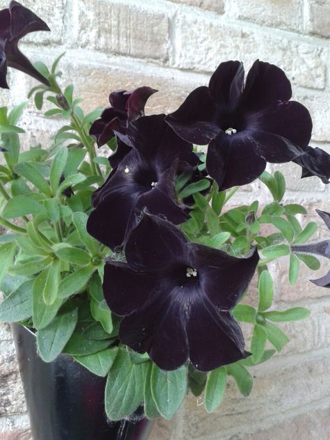 Zwarte petunia Dnd Oc, Oc Board, Plants For Hanging Baskets, Fall Planters, Black Garden, Succulents In Containers, Container Gardening Vegetables, Orchid Care, Container Flowers