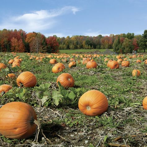 Pumpkin Field, Carve Pumpkins, Best Pumpkin Patches, Pumpkin Vine, Cucumber Beetles, Growing Pumpkins, New England Travel, Pumpkin Picking, Corn Maze