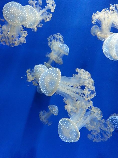 Jellyfish, Genova'S Aquarium, Genoa, Aquarium Genoa Aquarium, Painting Reference, Genoa, Jellyfish, Free Photo, Free Photos, Fish Pet, Stock Images Free, Stock Images