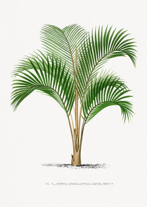 Foxtail Palm, Palm Tree Illustration, Sam Clark, Vintage Palm Tree, Palm Tree Drawing, Palm Tree Plant, Glue Books, Advertisement Design, Palm Tree Leaves