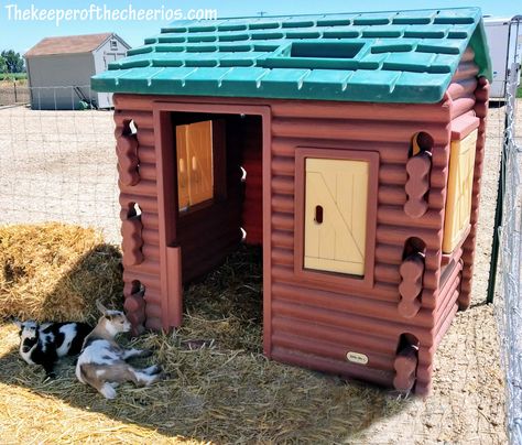 Playhouse Up-cycled to Goat Shelter How To Set Up A Goat Pen, Goat Pin Ideas, Goat Corral, Goat Playhouse, Goat Pen Ideas, Goat Pin, Kiko Goats, Goat Life, Goat Playground