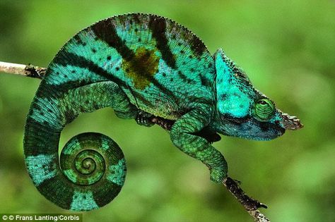 A colourful Jackson's chameleon waits on its perch (pictured). Chameleon tongues are made up of three main parts: the sticky pad at the end' the coils of accelerator muscles which launch it, and the retractor muscles – both of which are coiled around a small horn of bone in the mouth called the hyoid Chameleon Tongue, Parsons Chameleon, Jackson Chameleon, Frans Lanting, Wild Kingdom, Reptiles And Amphibians, Weird Animals, Gecko, Amphibians