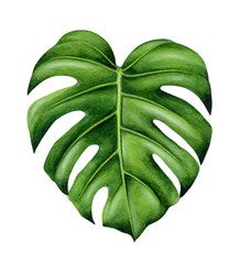 Monstera leaves | Free Vector Monstera Watercolor, Suren Nersisyan, Paint Inspo, Paper Plants, Watercolor Bouquet, Watercolor Plants, Leaf Drawing, Monstera Plant, Painting Inspo