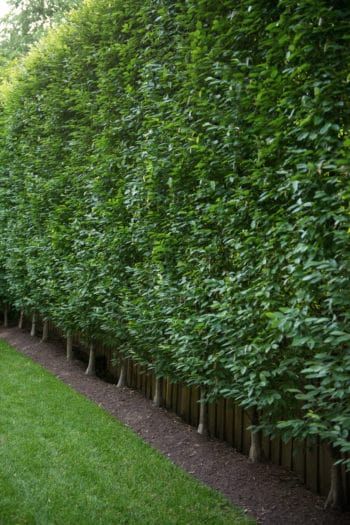 Hedges Landscaping, Carpinus Betulus, Small Garden Landscape, Garden Hedges, Screen Plants, Backyard Trees, Privacy Plants, Privacy Landscaping, Garden Privacy