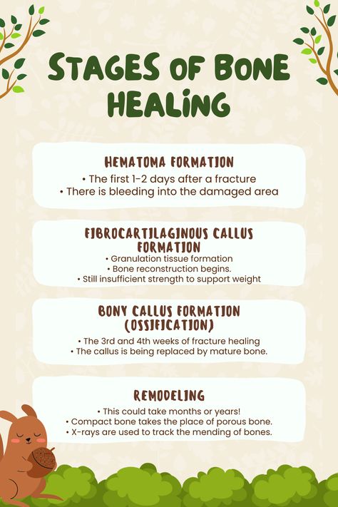 Understanding Stages of Bone Healing A Handy Guide  The Nursing School Stages Of Healing, Bone Healing Process, Carpal Bones Mnemonic, Wound Stages Nursing, Wound Description Nursing, Granulation Tissue, Fracture Healing, Bone Healing, Bone Fracture