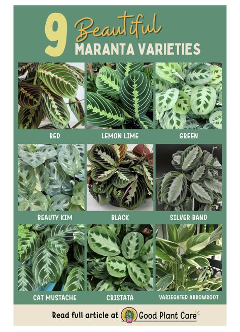 Maranta Plant Varieties, Maranta Lemon Lime Care, Maranta Silver Band, Lemon Lime Maranta Plant Care, House Plant Types, Lemon Lime Maranta Plant, Prayer Plants Houseplant, Types Of House Plants, Plant Leaf Identification