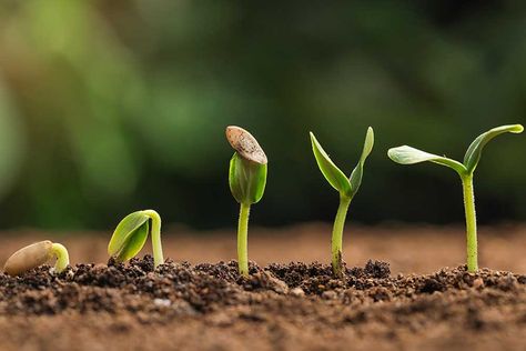 12 Reasons Why Your Seeds Aren’t Germinating Germinating Seeds Indoors, Gertrude Jekyll, Teaching Quotes, Seed Germination, Bokeh Background, Blurred Background, Green Nature, Seed Starting, Growing Tree