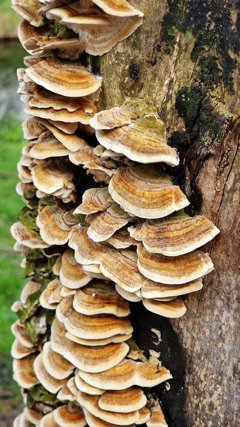 Trametes versicolor or turkey tail fungi, growing on a tree trunk. royalty free stock photos Fungi On Trees, Tree Trunk Pattern, Conference Poster, Mushroom Growing, Turkey Tail, Growing Tree, Reference Images, Mother Earth, A Tree