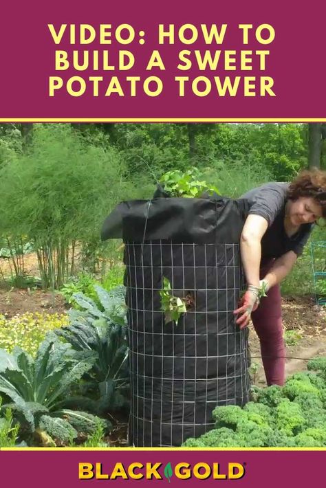 Grow the best #sweet #potatoes in this #raised #garden #tower that you can make yourself! It's a great way to grow loads of sweet potatoes for fall harvest. #organic #container #pot #sweetpotato Planting Sweet Potatoes In Fall, Vertical Potato Planter, Vertical Sweet Potato Garden, Container Growing Potatoes, Potatoe Planter Ideas, Sweet Potatoes Growing, Sweet Potato Growing Container, Sweet Potato Trellis, Potato Planting Ideas