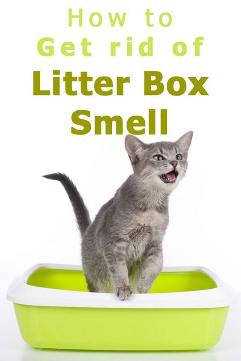 Cat Litter Box Diy, Cat Litter Smell, Cat Liter, Litter Box Ideas, Cat Litter Cabinet, Litter Box Smell, Diy Litter Box, Cat Pee Smell, Cat Urine Smells