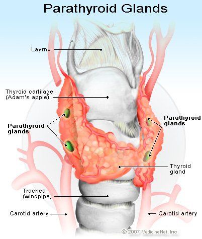 Clinical Manifestations Of Primary Hyperparathyroidism As a Major Disorder Of… Parathyroid Disease, Carotid Artery, Endocrine Disorders, Pinterest Business, Thyroid Gland, Thyroid Health, Endocrine System, Medical University, Anatomy And Physiology