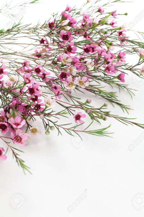 Pink Waxflower, Elegant And Romantic Wedding, Dandelion Plant, Elegant Wedding Flowers, Flower Identification, Romantic Wedding Flowers, Wax Flower, Flower Cottage, Short Courses