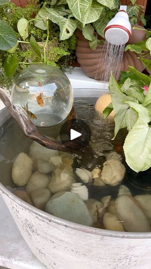 14K views · 67K reactions | DIY aquarium 🐠 this is a simple DIY for all the animal lovers. I did add a filter and air pump for water circulation and oxygen. 

Now if you think I did something wrong then I bought these fishes from an aquarium shop who had them in such small container, mine is bigger so my fishes are happy. Here there is no risk of birds or cats since I have two dogs. 

(DIY aquarium, DIY fish pond, aquarium ideas, fish pond ideas, diy ideas, craft video, balcony decor, balcony garden, garden decor, diy garden, small balcony garden, balcony makeover, fish tank ideas)

#diyideas #aquarium #fishpond #fishtank #balconygarden #gardendesign #gardendecor #diygarden #balconydecor #trendingsongs #viralvideos | Neetu Jakhar | indiatalentadda · Original audio Diy Fish Pond Cheap, Fish Tank Ideas Decorations Diy, Container Pond With Fish, Pond Ideas Diy, Small Aquarium Ideas, Fish Aquarium Ideas, Fish Pond Ideas, Pond Aquarium, Aquarium Diy