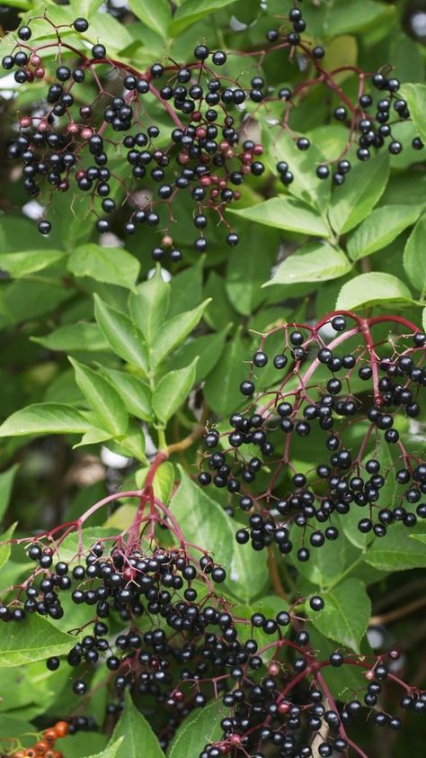 Sambucus Nigra, Gothic Garden, English Cottage Garden, Garden Shrubs, Wildlife Gardening, Nature Garden, Native Plants, Fruit Trees, Cottage Garden