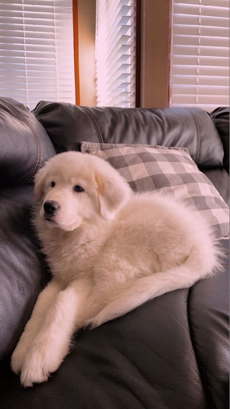 White Great Pyrenees, Saint Pyrenees Dog, Great White Pyrenees, Pyrenees Puppies, Dream Puppy, Great Pyrenees Puppy, Pyrenees Dog, Daisy Dog, Great Pyrenees Dog