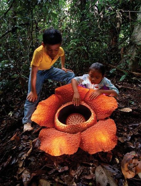 WOW! Rafflesia arnoldii the world’s largest flower. Diameter of about one meter and weighing up to ten kilograms. It's rare & not easily located, growing once a year, blooming for 5 days. The flower looks and smells like rotting flesh & is related to violets, poinsettias & passionflowers. It's nickname is “meat flower” or “corpse flower”. Found in Indonesian rain forests of southeastern Asia and Philippines. Rafflesia Arnoldii, Amorphophallus Titanum, Corpse Flower, Unusual Plants, Unusual Flowers, Rare Flowers, Carnivorous Plants, Passion Flower, Unique Flowers