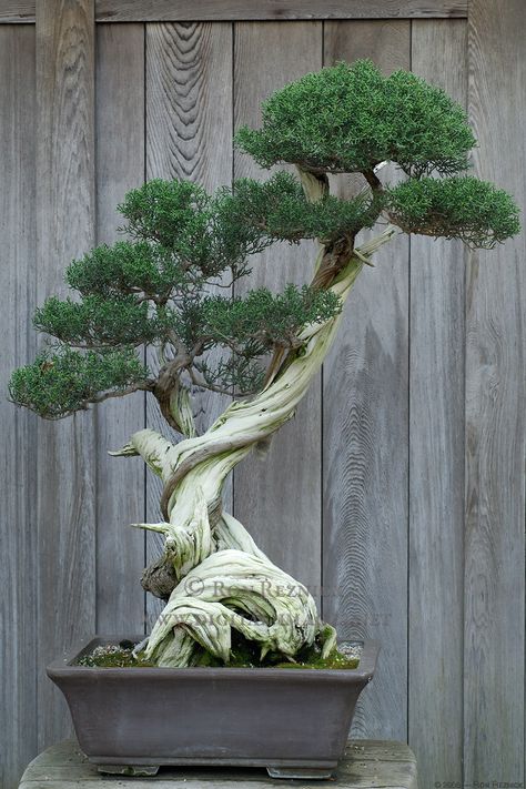 Ficus Bonsai, Bonsai Tree Care, Japanese Bonsai, Indoor Bonsai, Bonsai Art, Miniature Trees, Bonsai Plants, Tree Care, Bonsai Garden