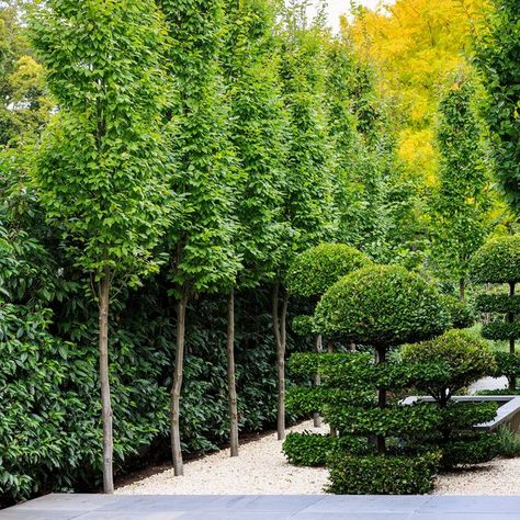 Ian Barker Gardens on Instagram: "Carpinus betulus ‘Fastigiata’ or European Hornbeam is a popular deciduous ornamental tree with a fastigiate growth habit. Fastigiate is a horticultural term meaning that the tree has erect branches. Fastigiate trees are tall and narrow, making them perfect for gardens with limited space. The leaves of Carpinus betulus ‘Fastigiata’ are dark green, have serrated margins, and are strongly veined. In Autumn, they transform into brilliant shades of yellow and gold.  Uses 🌳 Carpinus betulus ‘Fastigiata’ is an ideal tree for avenue planting and hedging and can be used as a feature tree in smaller gardens. It can also be pleached, hedged, or clipped to provide a screening alternative. You can see how we used Carpinus in three different ways at our Deepdene, South Tall Screening Plants, European Hornbeam Trees, Fastigiate Trees, Pleached Hedge, Venue Exterior, European Hornbeam, Screening Ideas, Backyard Trellis, Feature Tree