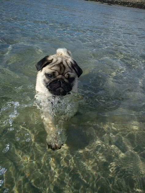 Summer time Baby Pugs, Pugs And Kisses, Pug Pictures, Pug Dogs, Pug Puppies, Blue Merle, A Pug, Pug Lover, Cute Pugs