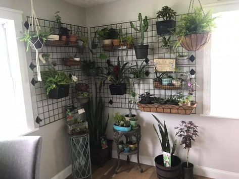 Plant Grid Wall, Cat Walls, Plant Walls, Garden Shed Interiors, Lounge Rooms, Cactus House Plants, Hallway Makeover, Indoor Oasis, Indoor Plant Wall