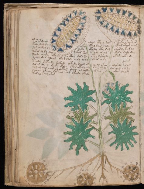 Introduction I would like to inform you that Voynich Manuscript MS408 is already decoded by me. Each page of the Manuscript, from the first to the last, was read. The Manuscript was written in ancient forgotten Senzar language, like mix of the Vedic Sanskrit and Devanagari, which was before them – Proto-language. The Manuscript was … Codex Seraphinianus, Voynich Manuscript, Scientific Drawing, Handwritten Text, Pictorial Maps, Medieval Manuscript, Medieval Period, Tiny Things, Old Book