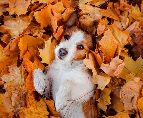 This dog looks like he’s having fun among the Autumn leaves. Room Ideas For Dogs, Pet Room Ideas, Pet Room, Ideas For Dogs, Dogs And Cats, In The Fall, For Dogs, The Fall, Autumn Leaves