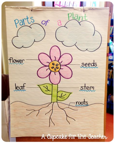 Anchor Chart Eye Candy! Parts Of A Flower Anchor Chart, Spring Anchor Chart, Plants Kindergarten, Pistachio Nut, Plant Parts, Kindergarten Anchor Charts, Science Anchor Charts, Spring Kindergarten, Plants Unit