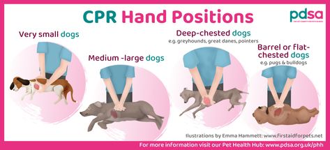 Dog Cpr, Cpr For Dogs, How To Perform Cpr, First Aid Cpr, Very Small Dogs, First Aid Course, Strong Hand, Patient Education, British Bulldog