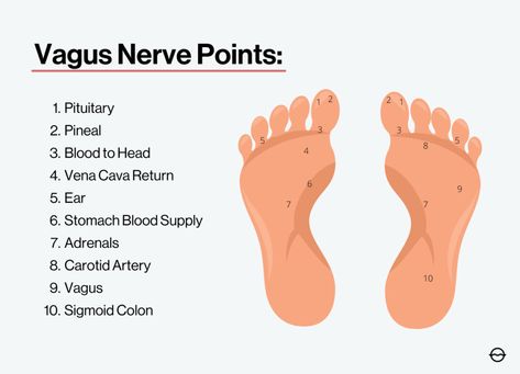 Vagus Nerve Stretch, Vagas Nerve, Vegas Nerve, Vagal Nerve, Organic Olivia, Vagal Tone, Nervus Vagus, Cold Showers, Nerve Health