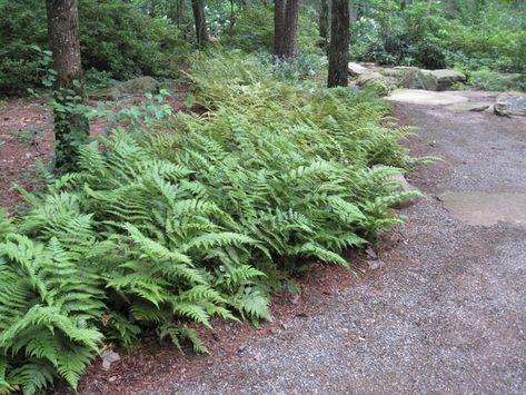 Autumn ferns are my favorite: tall, lush and don't mind either drought or cold... Dryopteris Erythrosora, Autumn Fern, Wood Fern, Shade Garden Plants, Outdoor Living Design, Fern Plant, Woodland Garden, Landscaping Plants, Ground Cover