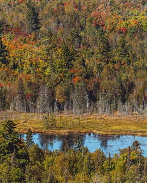 The colors are changing in Northern Minnesota 🍁🍂 Minnesota Landscape, Minnesota Landscaping, Natural Landscaping, Northern Minnesota, Minnesota, Color, Nature