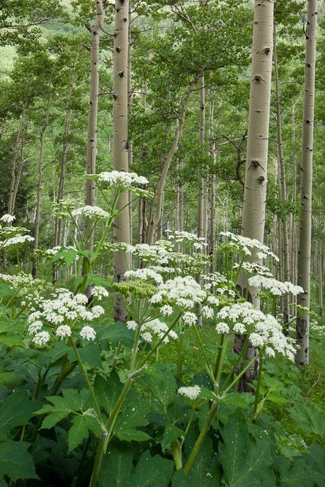 Cow Parsnip, God Artwork, Norwegian Wood, Aspen Colorado, Spring Landscape, Beach Gardens, Red River, Enchanted Garden, The Meadows