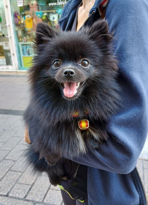 Pomarine Dog, Black Pomeranian Puppies, Pomchi Dogs, Spitz Pomeranian, Black Pomeranian, Papillon Puppy, Pom Mom, Cute Pomeranian, Pomeranian Dog