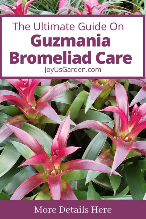 Guzmania Bromeliad, Easiest Indoor Plants, Houseplants For Low Light, Houseplant Propagation, Bromeliad Plant, Indoor Plant Care Guide, Gardening On A Budget, Houseplants For Beginners, Easy Houseplants