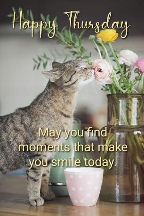 Happy Thursday Morning, Happy Thursday Images, Thursday Greetings, Good Morning Cat, Good Morning Happy Thursday, Happy Day Quotes, Good Morning Thursday, Good Morning Funny Pictures, Good Morning Sunshine Quotes