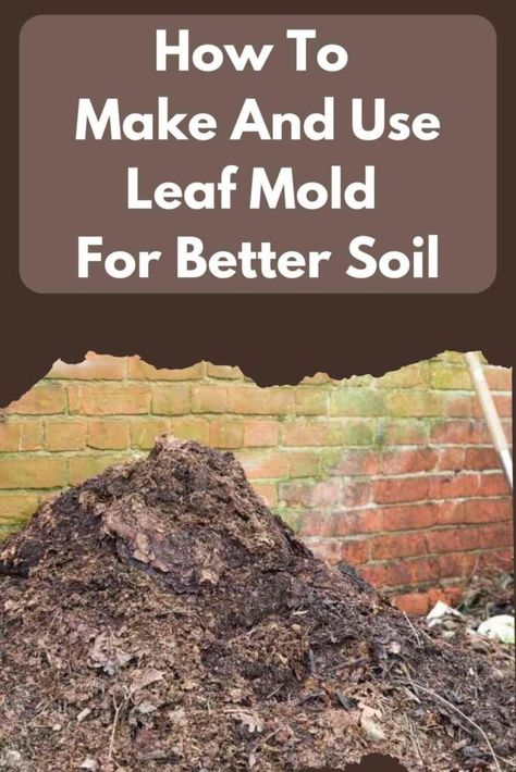 How To Make And Use Leaf Mold For Better Soil 6 Leaf Mold Bin, Leaf Mold, Black Soil, Modern Homesteading, Food Web, Soil Layers, Garden Help, Fallen Leaves, Soil Improvement