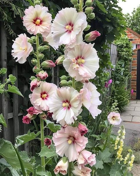 Alcea Rosea, Food Growing, Hollyhocks Flowers, Vibrant Flowers, How To Grow Taller, Vibrant Flower, In Full Bloom, Farm Gardens, Garden Crafts