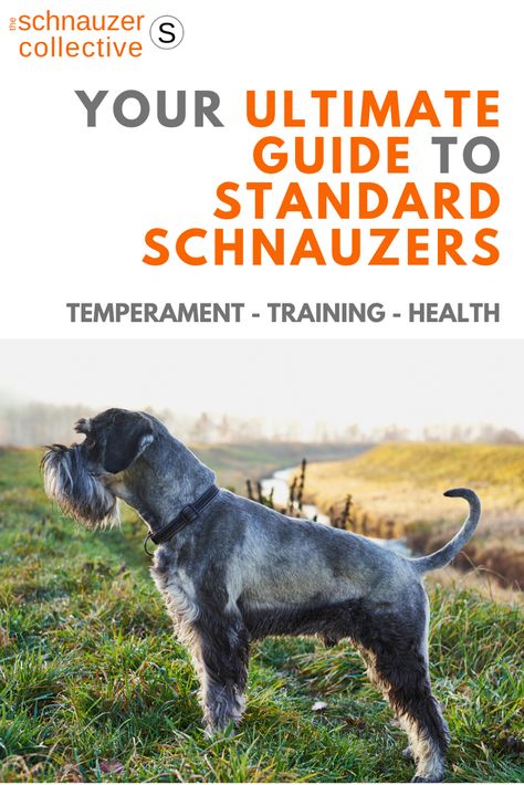 Standard Schnauzer Puppies, Standard Schnauzer Grooming, Brown Schnauzer, Homestead Plans, Schnauzer Standard, Schnauzer Breed, Schnauzer Grooming, Standard Schnauzer, Dog Remedies