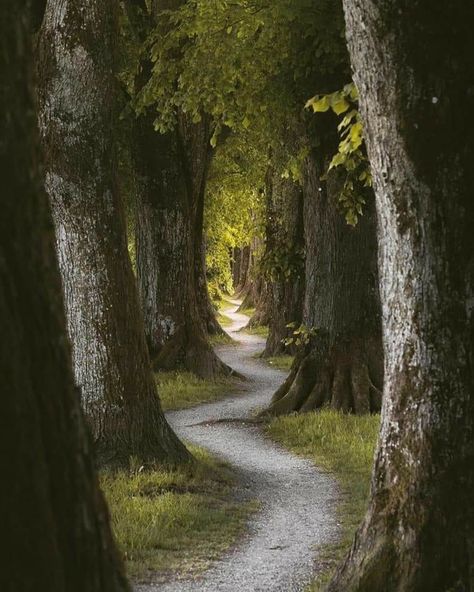 Pathway in Danube, Regensburg, Germany.  • Regensburg, a Bavarian city on the Danube River in southeast Germany, is known for its well-preserved medieval core. The 12th-century Stone Bridge, a 310m-long icon with 16 arches, crosses the river to the old town.   📷@rosenfeld.mandy Medieval Germany, Regensburg Germany, Fairytale Aesthetic, Castle Aesthetic, Danube River, Stone Bridge, Saxony, Medieval Town, Medieval Fantasy