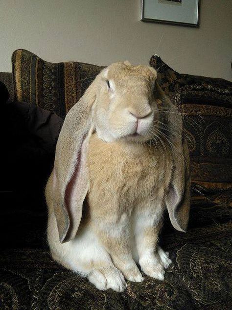 . English Lop, Mini Lop Bunnies, Somebunny Loves You, Giant Rabbit, Beautiful Rabbit, Cute Small Animals, House Rabbit, Bunny Pictures, Honey Bunny