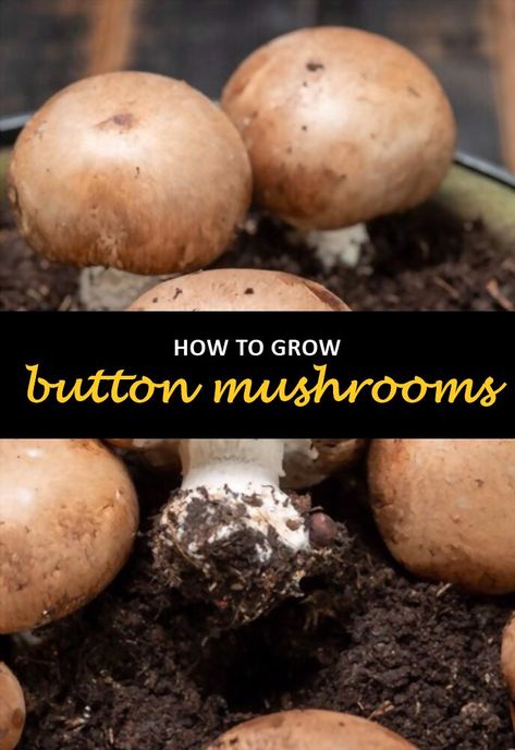 Growing button mushrooms is a fairly simple process. They are also relatively easy to care for, making them ideal for beginners and those with limited gardening space. With a little bit of preparation, you can have your reserve of button mushrooms that will last all year long. #shuncy #shuncygarden #lovethegreen #howtogrow #trees #shrubs #vines #buttonmushrooms Homemade Breadsticks, Cow Manure, Mushroom Kits, Mushroom Growing, Mushroom Cultivation, Button Mushroom, Button Mushrooms, Stuffed Mushroom Caps, Harvest Time