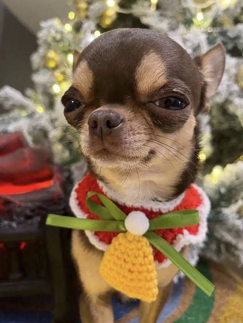 Christmas Outfit, Chihuahua, Christmas