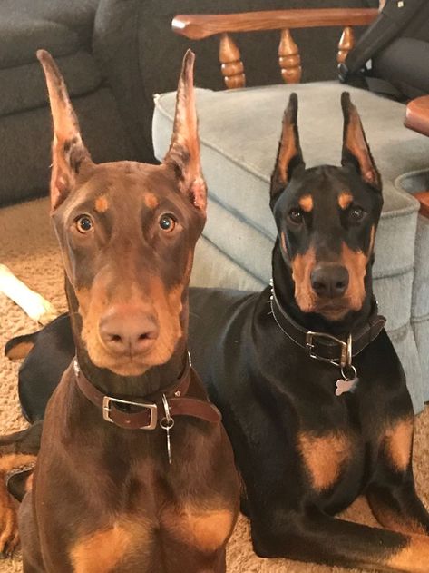 2 Dobermans, Doberman Black, Brown Doberman, Mini Doberman, Doberman Love, Doberman Pinscher Dog, Doberman Puppy, Doberman Dogs, Dog Help