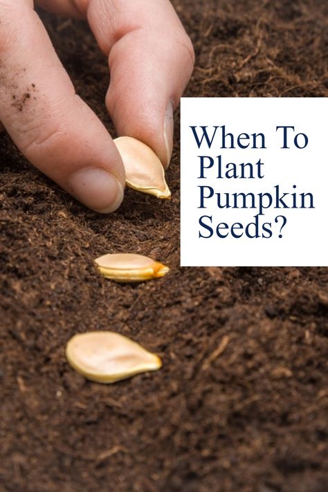 Discover the optimal season and techniques for planting pumpkin seeds to ensure a bountiful harvest in your garden. Pumpkin Seeds Planting, How To Plant Pumpkin Seeds, How To Save Pumpkin Seeds For Next Year, Drying Pumpkin Seeds, How To Grow Pumpkins From Seeds, When To Plant Pumpkin Seeds, Pumpkin Planting, How To Harvest Pumpkin Seeds For Planting, Harvesting Pumpkin Seeds To Plant