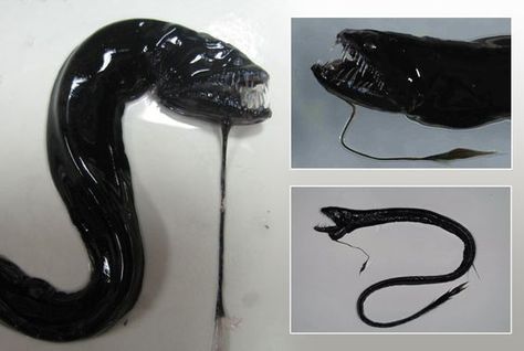 Pacific Blackdragon, Black Dragonfish, Ocean Scary, Terrifying Images, Alien Movies, Deep Sea Creatures, Sigourney Weaver, Angler Fish, Deep Sea Fishing