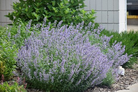 Click to view a full-size photo of Cat's Meow Catmint (Nepeta x faassenii 'Cat's Meow') at Longfellow's Greenhouses Nepeta Catmint, Catmint Walkers Low, Cat Mint Plant Perennials, Nepeta Companion Plants, Waterville Maine, Cats Pajamas Catmint, Full Size Photo, Blue And Purple Flowers, Plant Guide