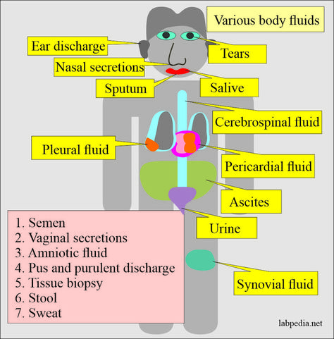 Body fluids Distribution of total body fluids The sum of fluids within all body compartments comprises total body water is about 60% of the body weight. It is 60% in males and 50% in females, while in infants is 70% of the total body weight. The body  fluids are distributed in various compartments of the body: Intracellular fluid: It is 40% of the total body weight, around 28 liters. Extracellular fluid: It is 20% of the total body weight, around 14 liter... Extracellular Fluid, Pericardial Effusion, Clinical Laboratory, Pleural Effusion, Bacterial Diseases, Amniotic Fluid, Synovial Fluid, Facial Nerve, Salivary Gland