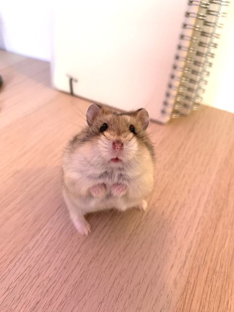 Pets Hamster, Hamster Pics, Hamster Life, Hamster Habitat, Hamster Care, Syrian Hamster, Funny Hamsters, Cute Small Animals, Cute Rats